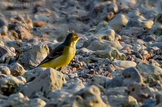 黃頭鶺鴒 - ML645095355