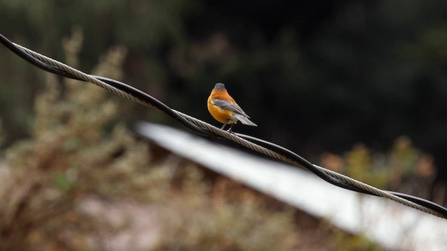 Вівсянчик чорноголовий - ML645095367