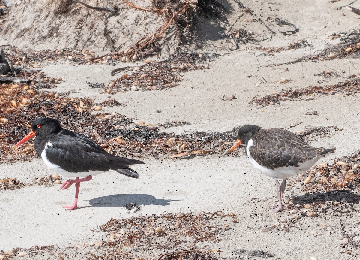 Pied Oystercatcher - ML645095368