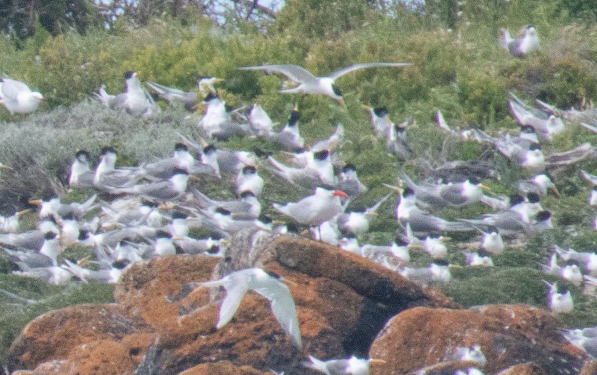 Caspian Tern - ML645095377