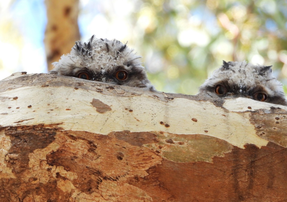 Tawny Frogmouth - ML645095379