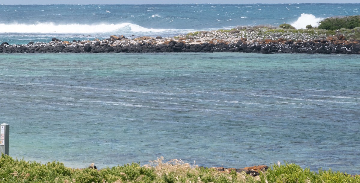 Great Crested Tern - ML645095381