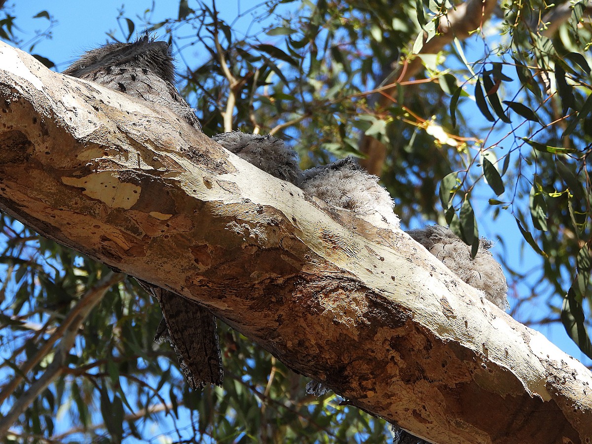Tawny Frogmouth - ML645095383