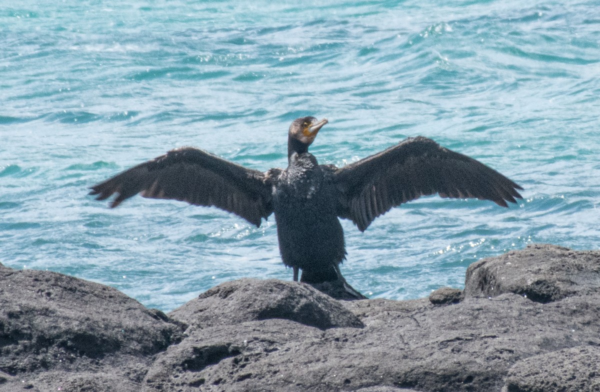 Great Cormorant - ML645095387