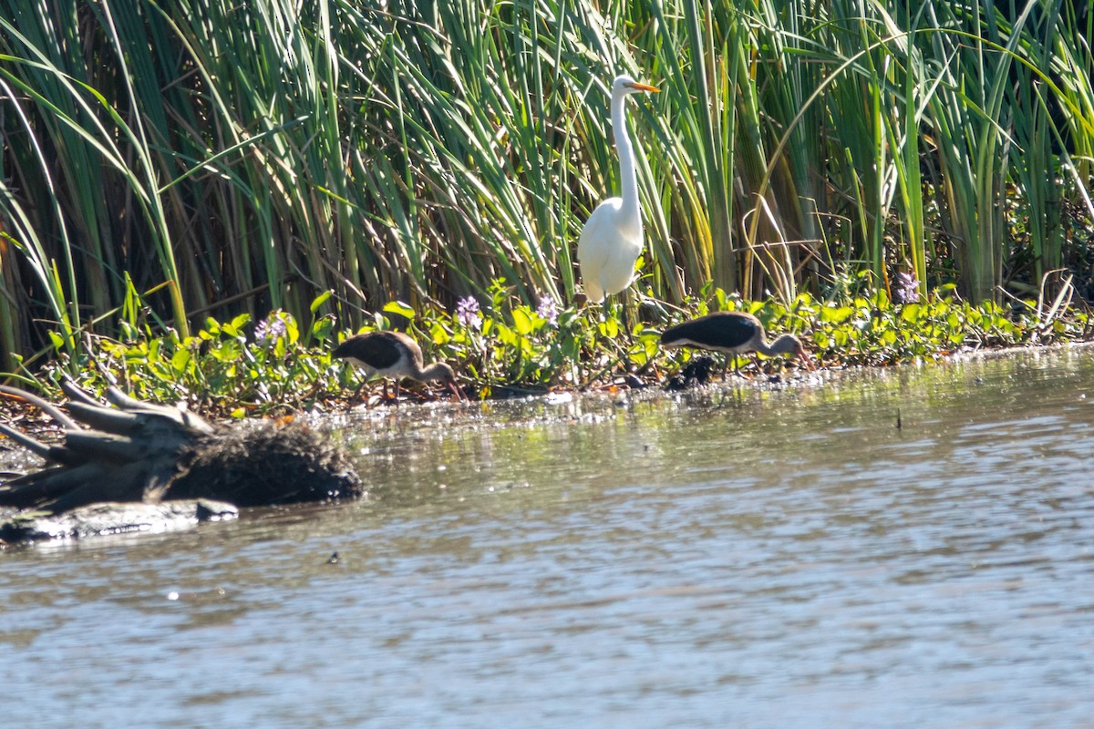 Ak Aynak - ML645095395