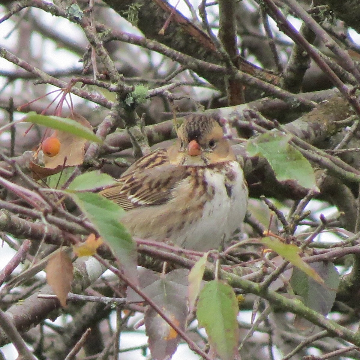 Harris's Sparrow - ML645095402
