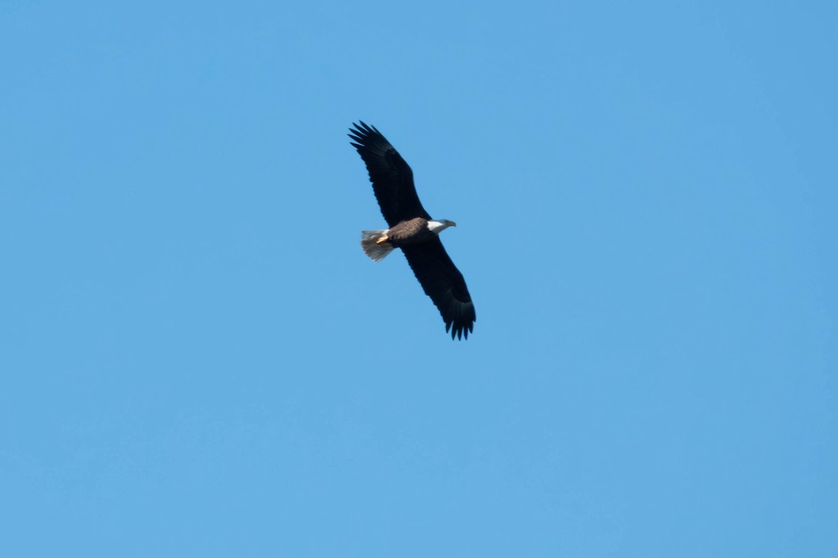 Bald Eagle - ML645095403