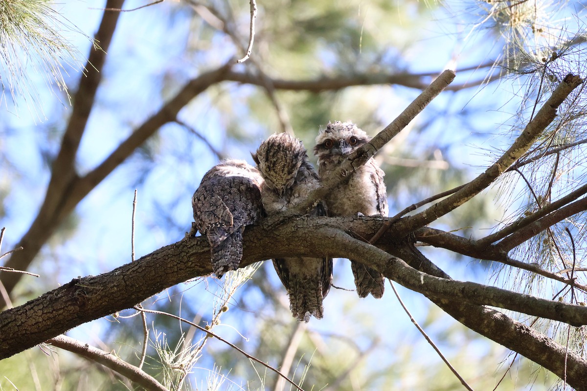 Tawny Frogmouth - ML645095420