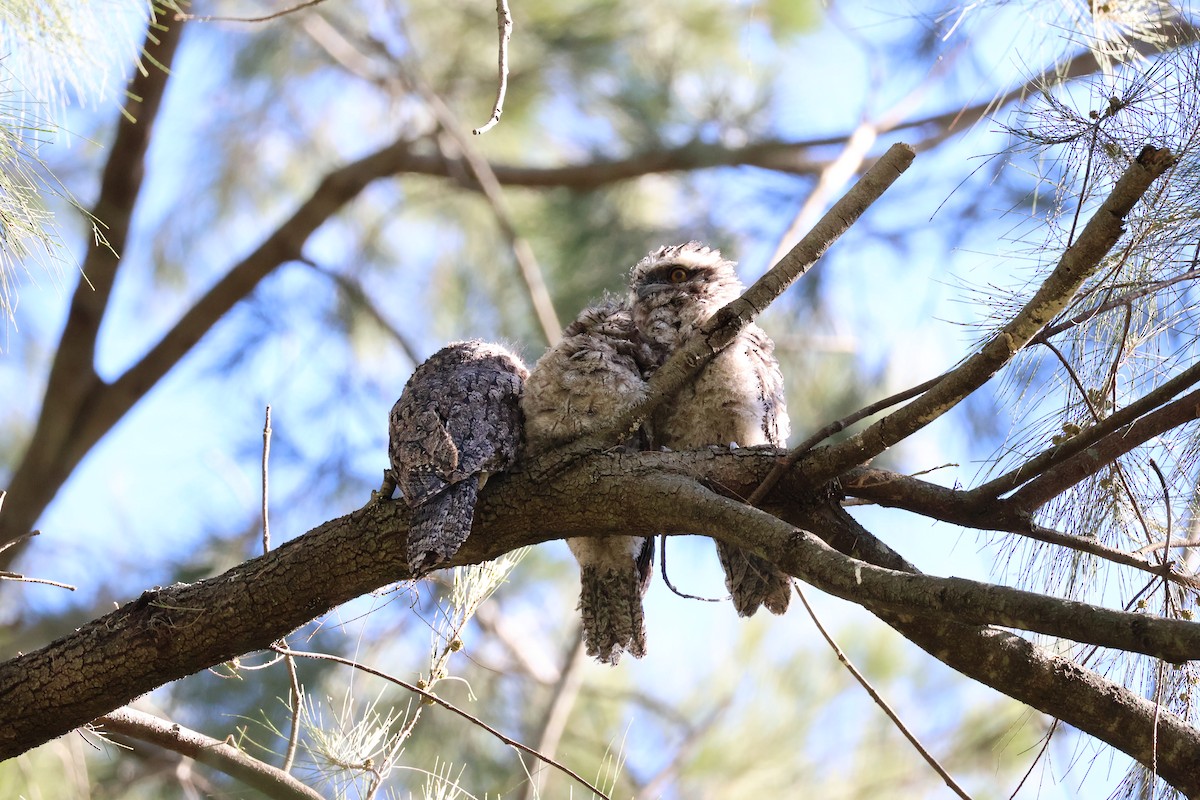 Tawny Frogmouth - ML645095421
