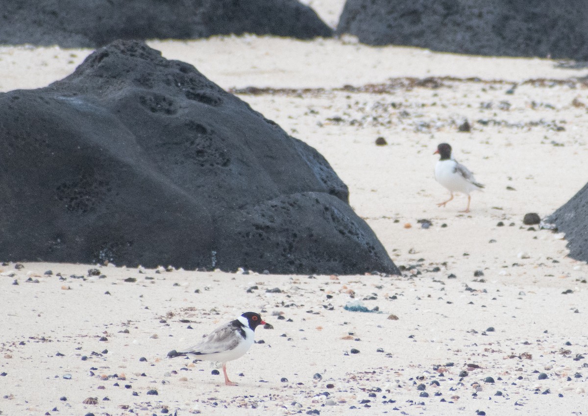 Hooded Plover - ML645095427