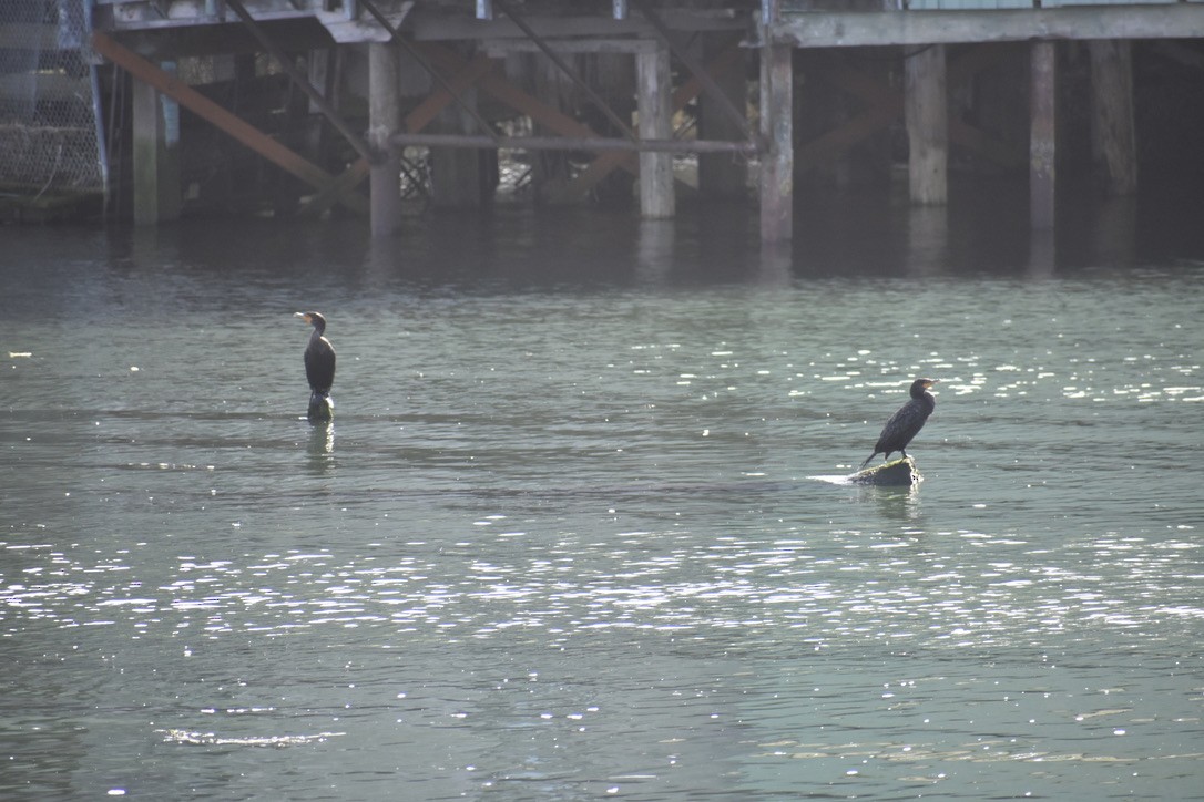 Cormoran à aigrettes - ML645095428