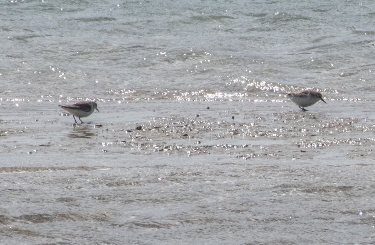 Red-necked Stint - ML645095435
