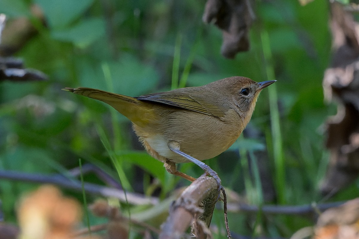Common Yellowthroat - ML645095436