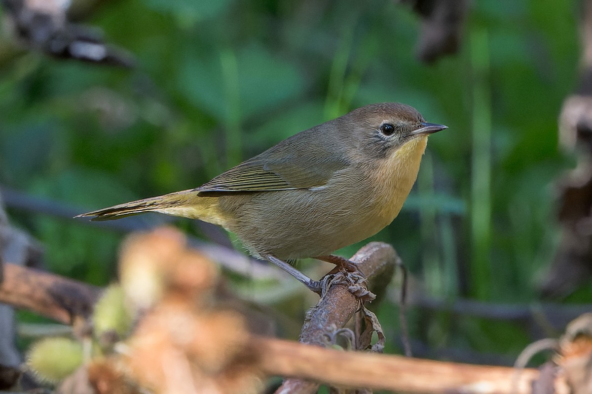 Common Yellowthroat - ML645095437
