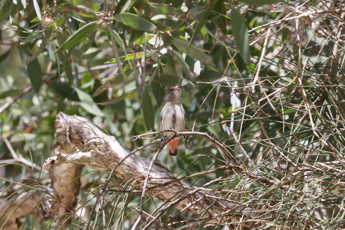 Picaflores Golondrina - ML645095438