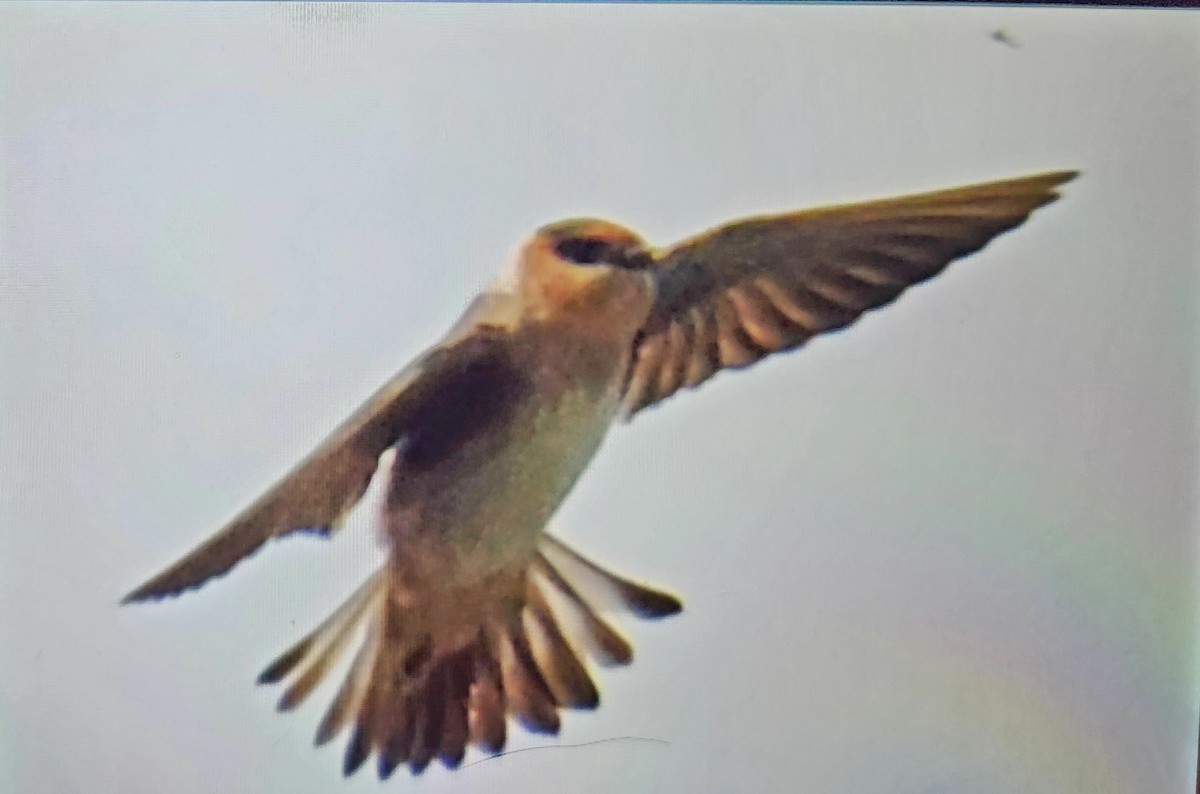 Cave Swallow - ML645095440