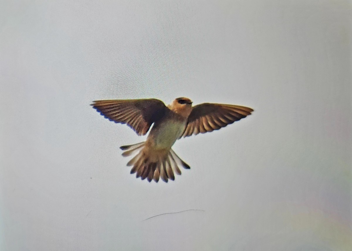 Cave Swallow - ML645095446