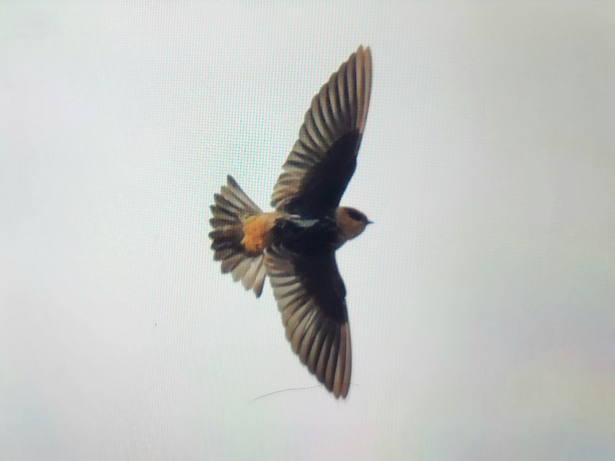 Cave Swallow - ML645095447
