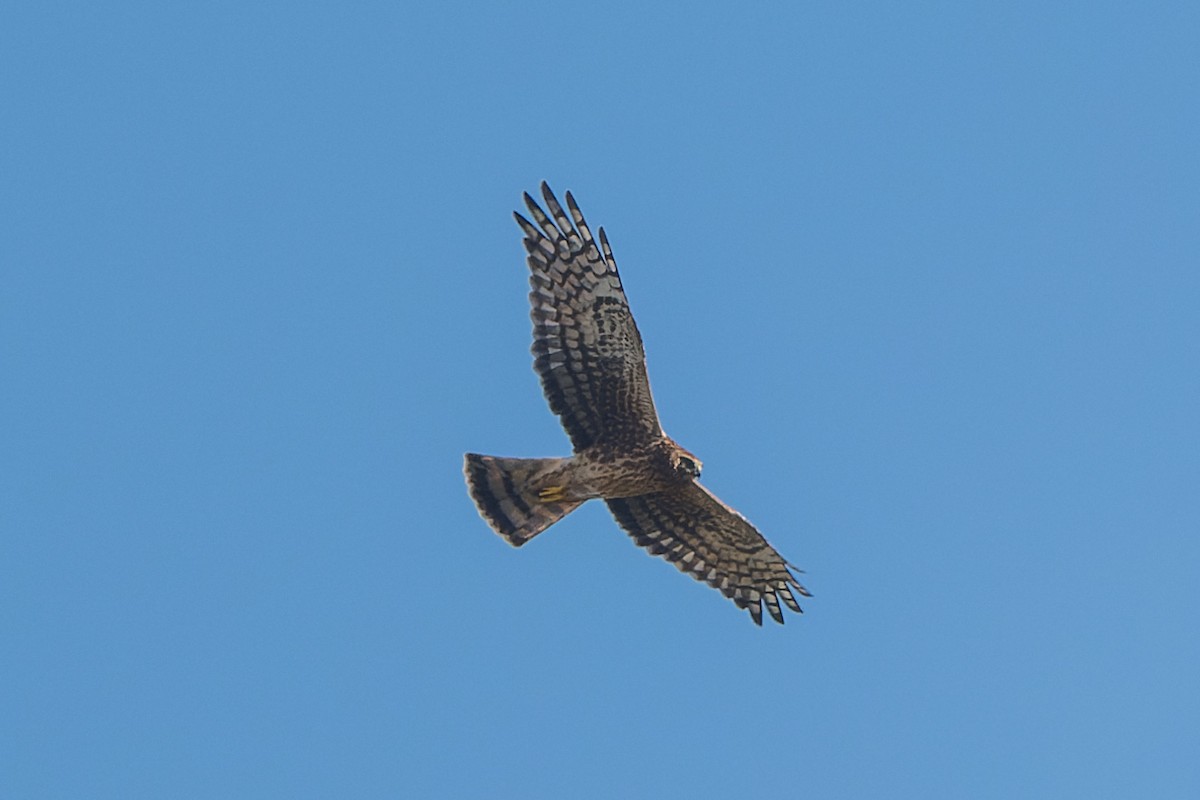 Лунь американський - ML645095449