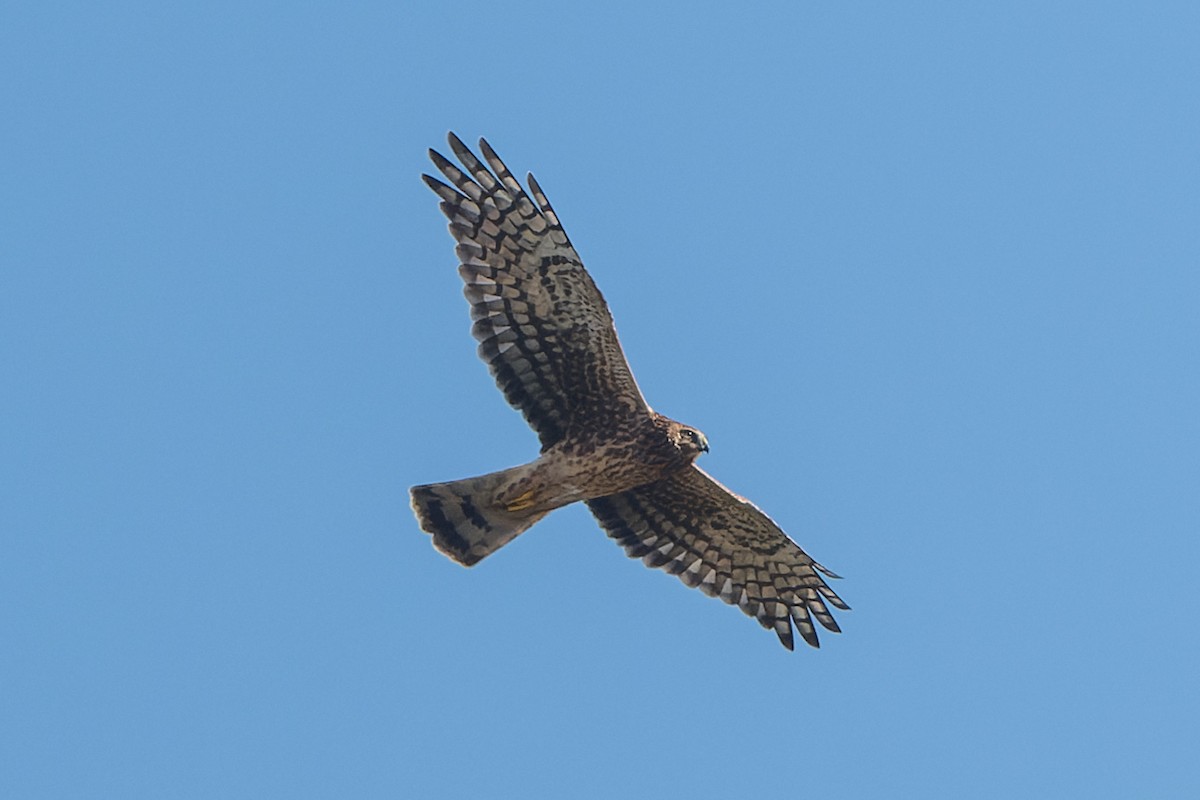 Лунь американський - ML645095450