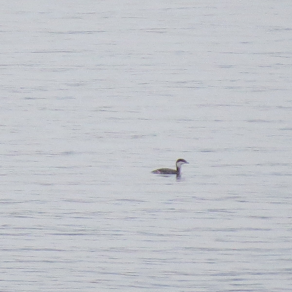 角鸊鷉 - ML645095452