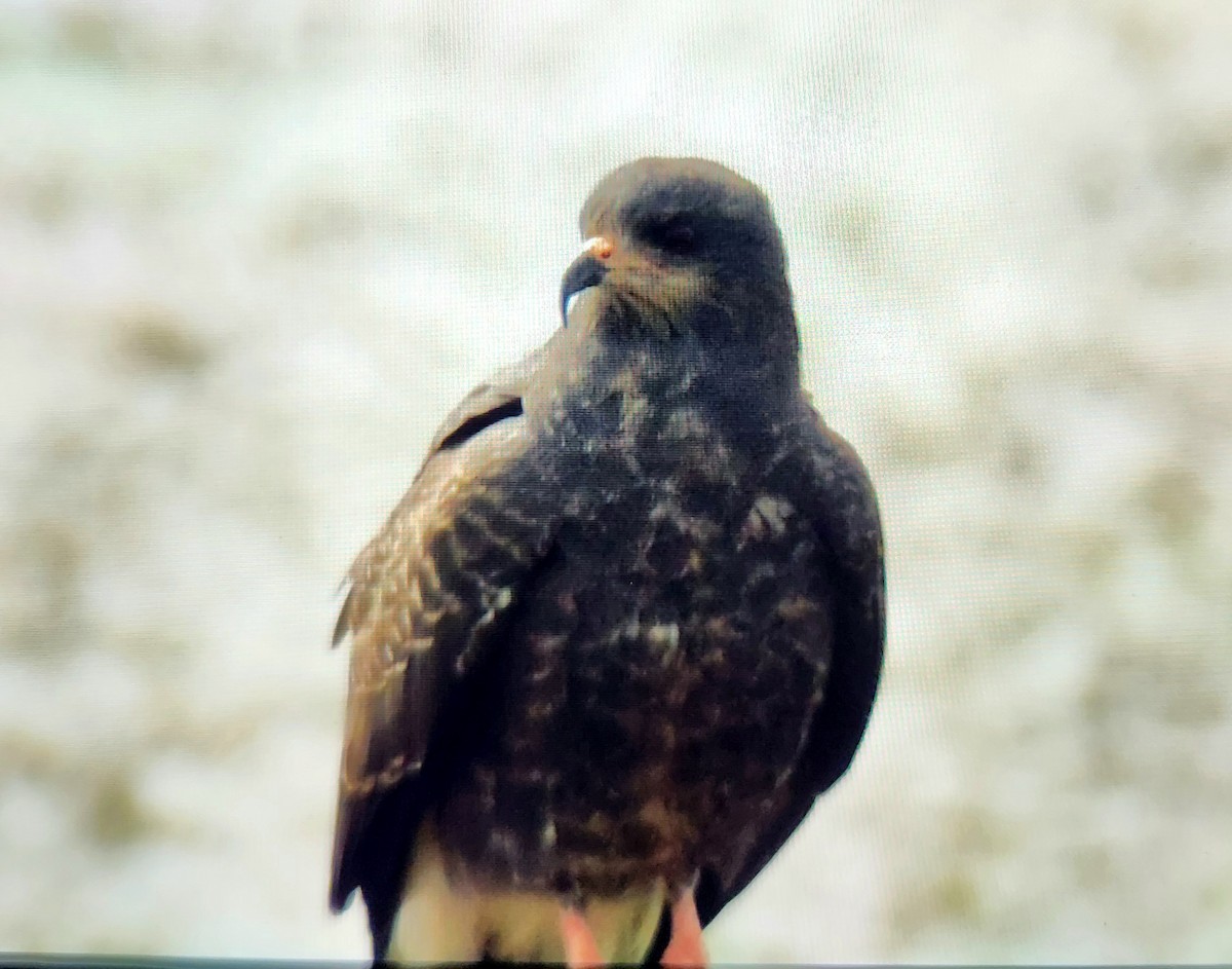 Snail Kite - ML645095455