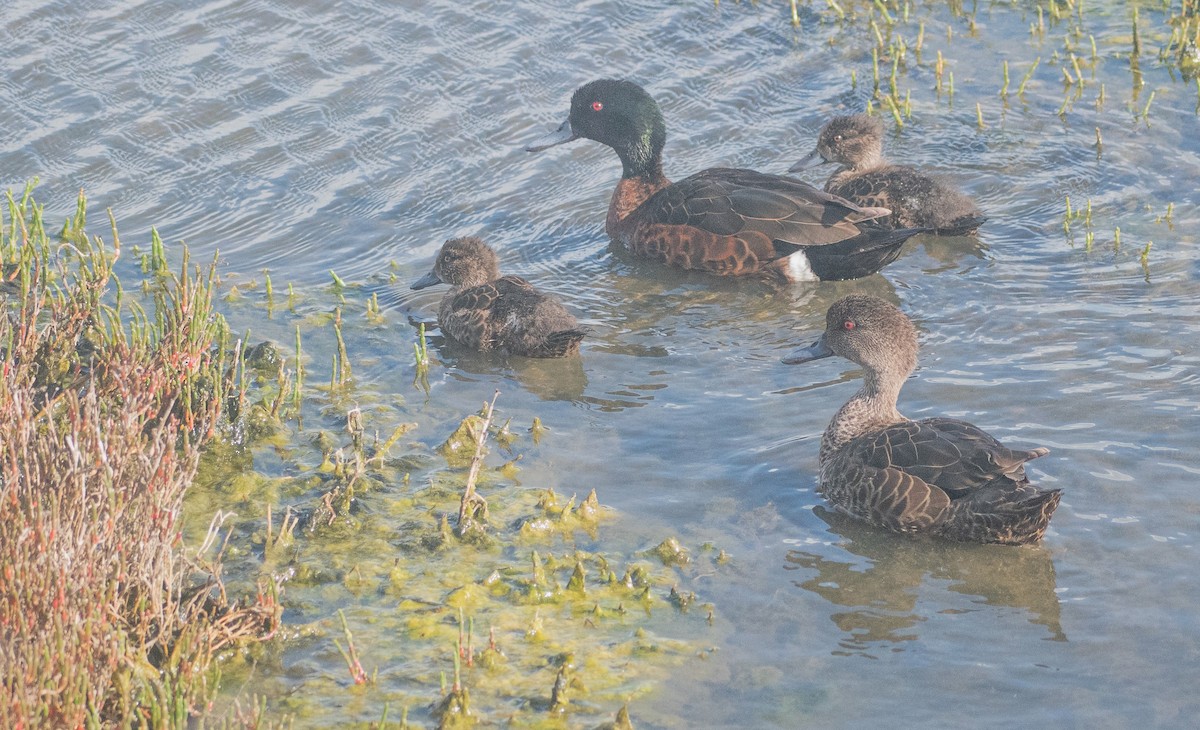 Chestnut Teal - ML645095458