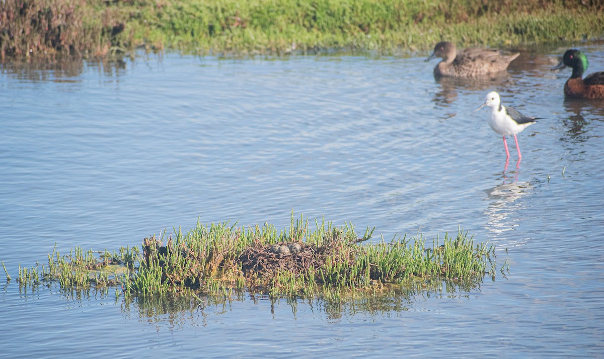 Pied Stilt - ML645095465