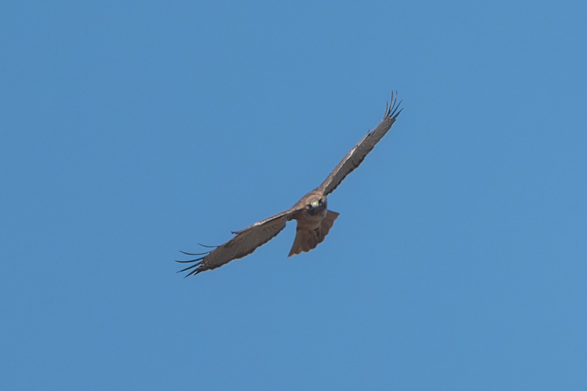 Red-tailed Hawk - ML645095467