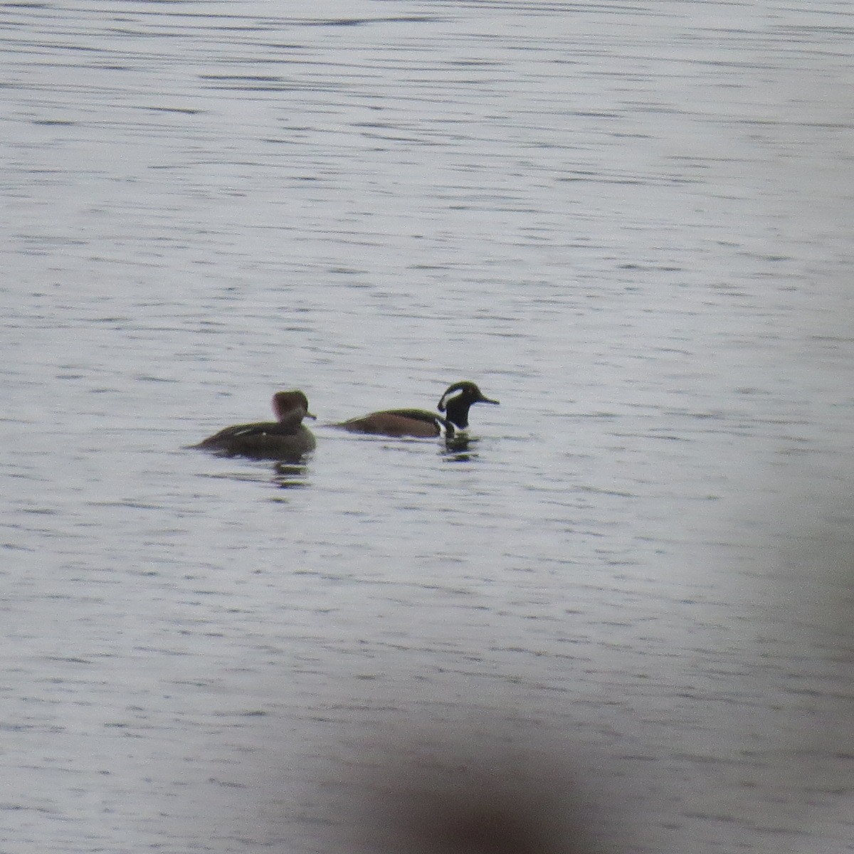 Hooded Merganser - ML645095471