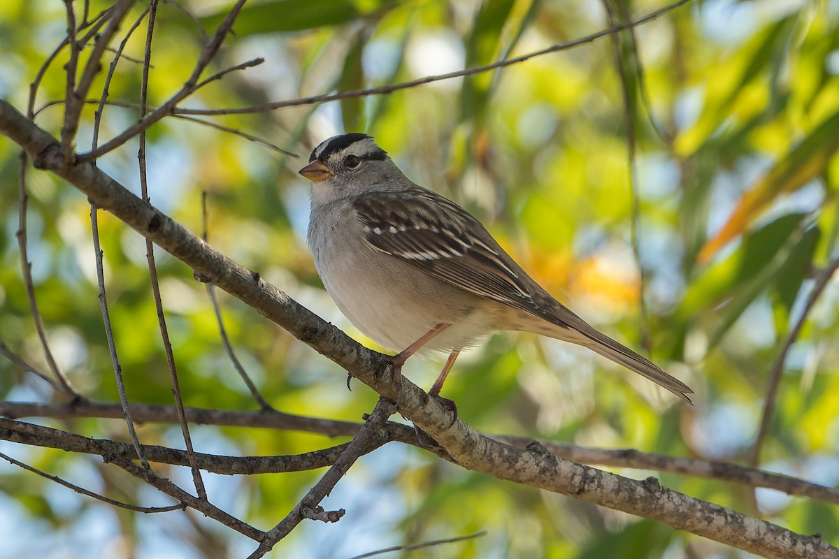 Porsuk Serçesi - ML645095473