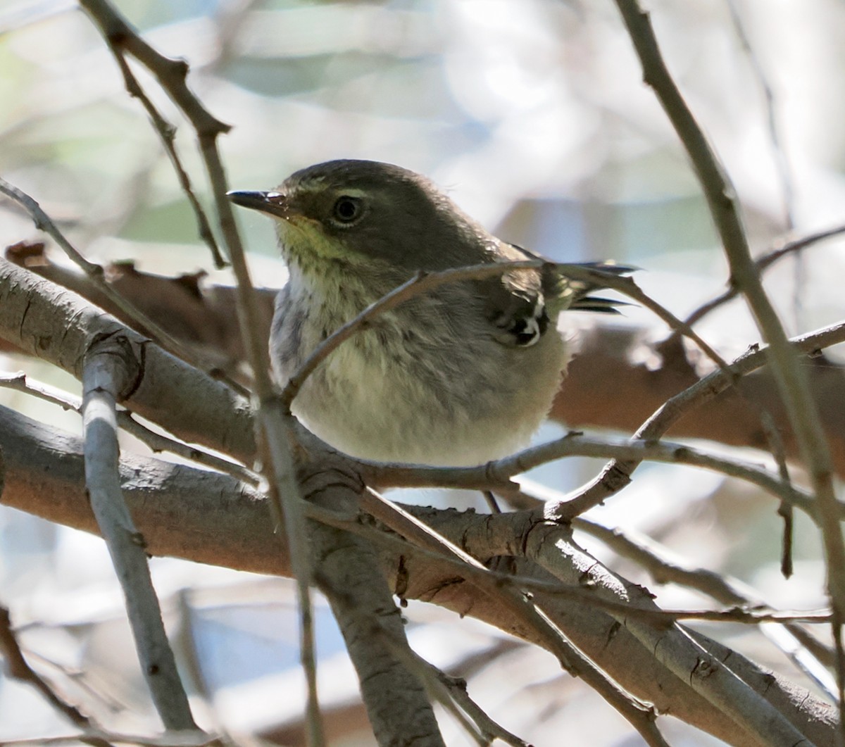 Spotted Scrubwren - ML645095479