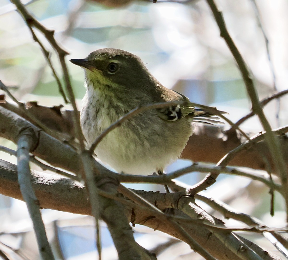 Spotted Scrubwren - ML645095480