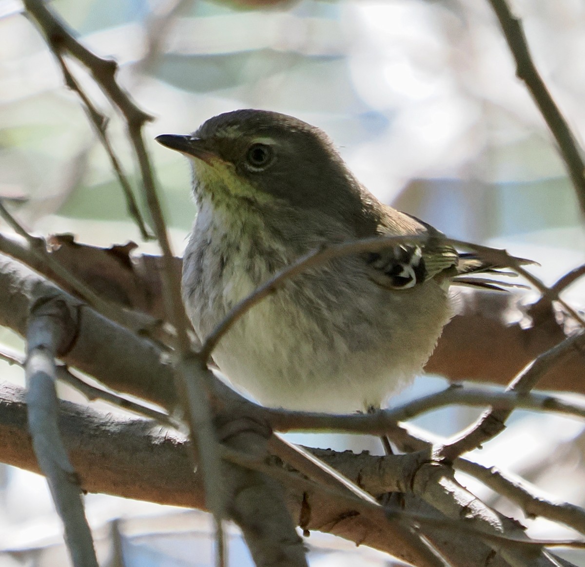 Spotted Scrubwren - ML645095481