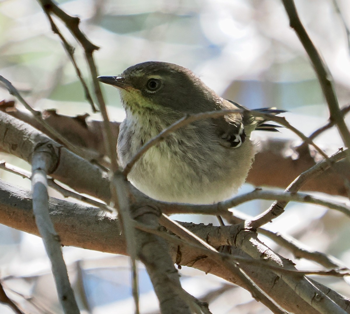 Spotted Scrubwren - ML645095482