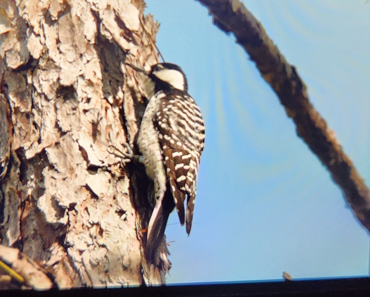 Red-cockaded Woodpecker - ML645095515