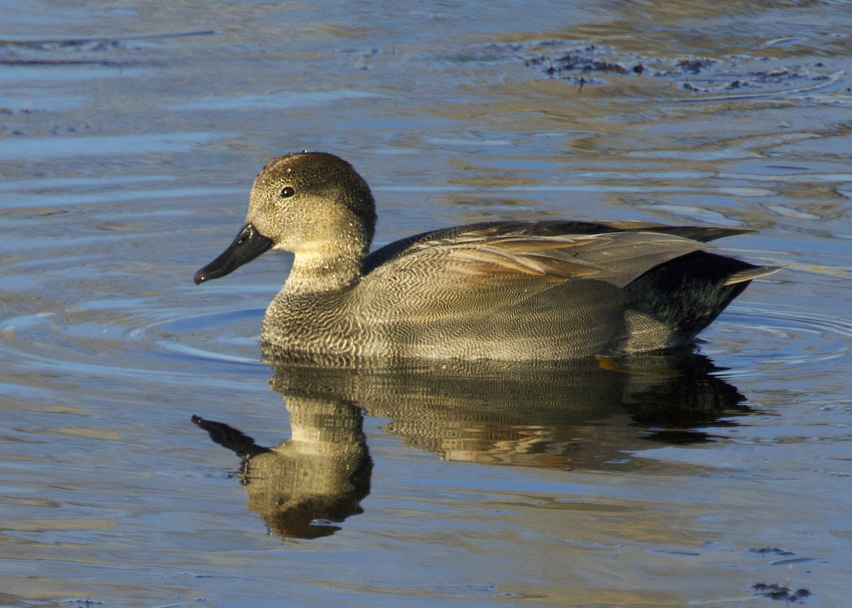 Canard chipeau - ML645095516