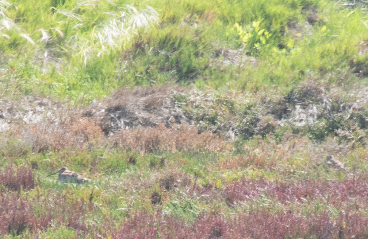 Japon Suçulluğu - ML645095517