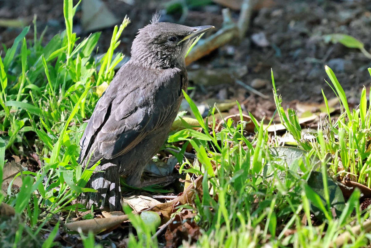 Шпак звичайний - ML645095518