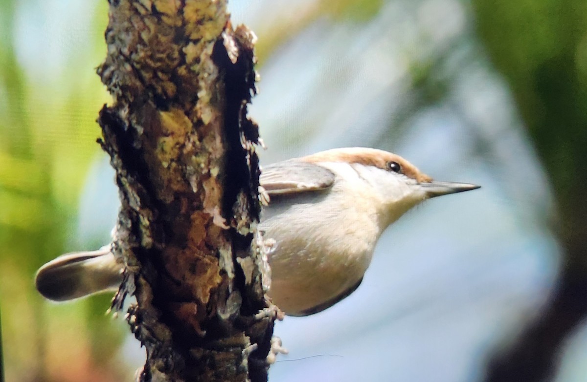 Brown-headed Nuthatch - ML645095521