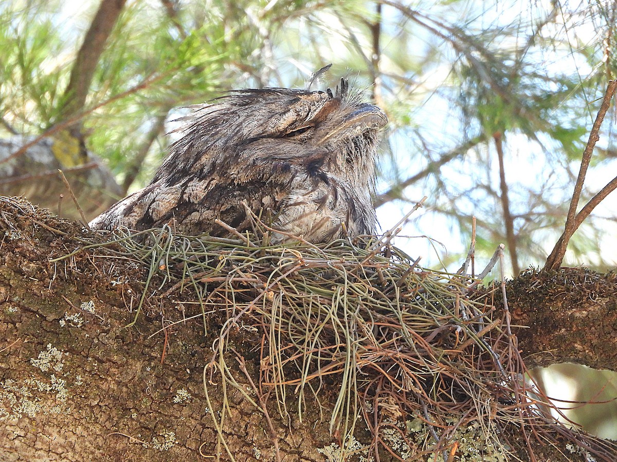 Tawny Frogmouth - ML645095522