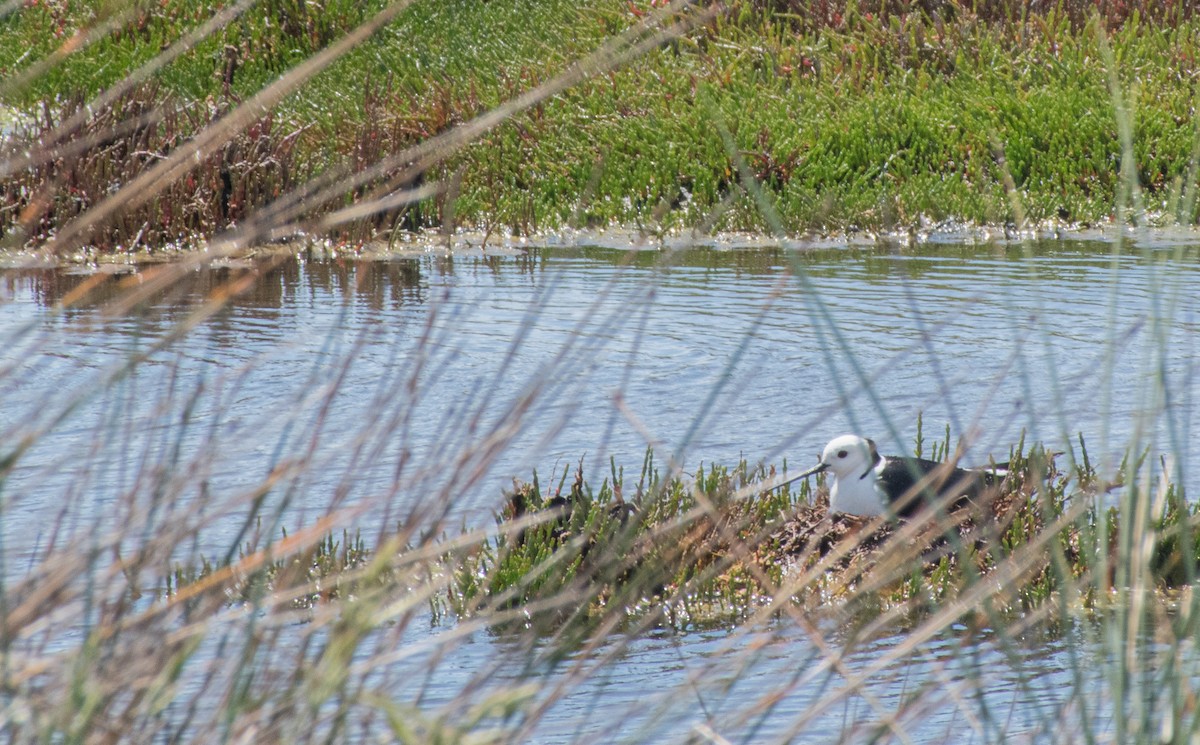 Ak Başlı Uzunbacak - ML645095524