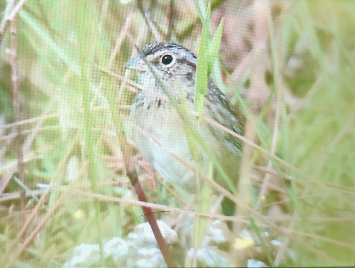 Bachman's Sparrow - ML645095527