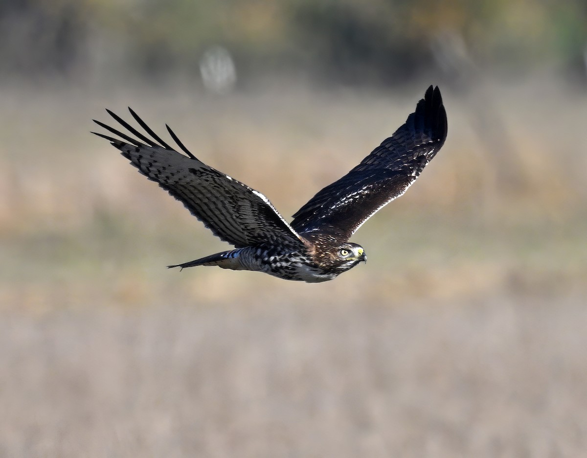 Red-tailed Hawk - ML645095532