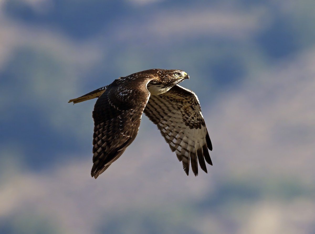 Red-tailed Hawk - ML645095533