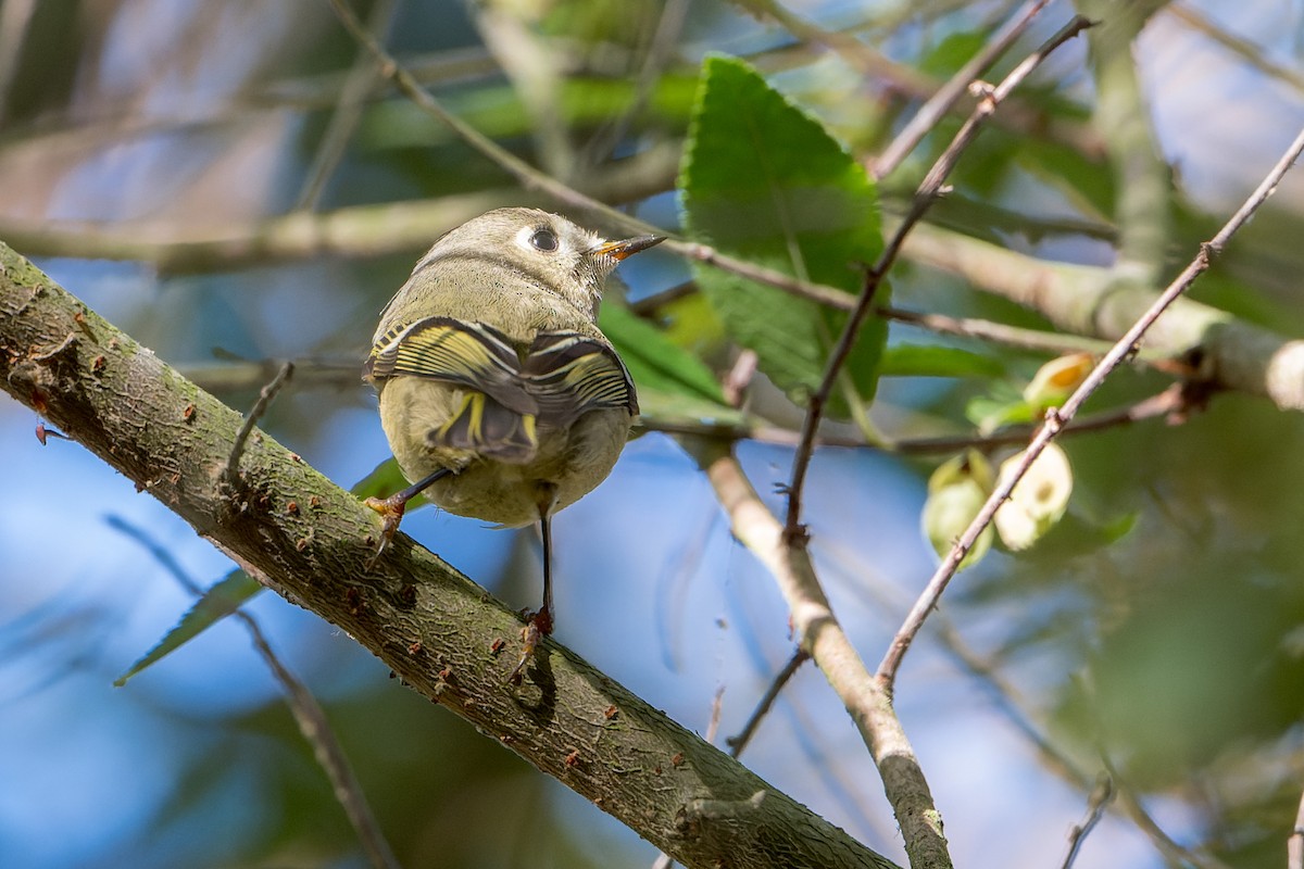 Gözlüklü Çalıkuşu - ML645095536