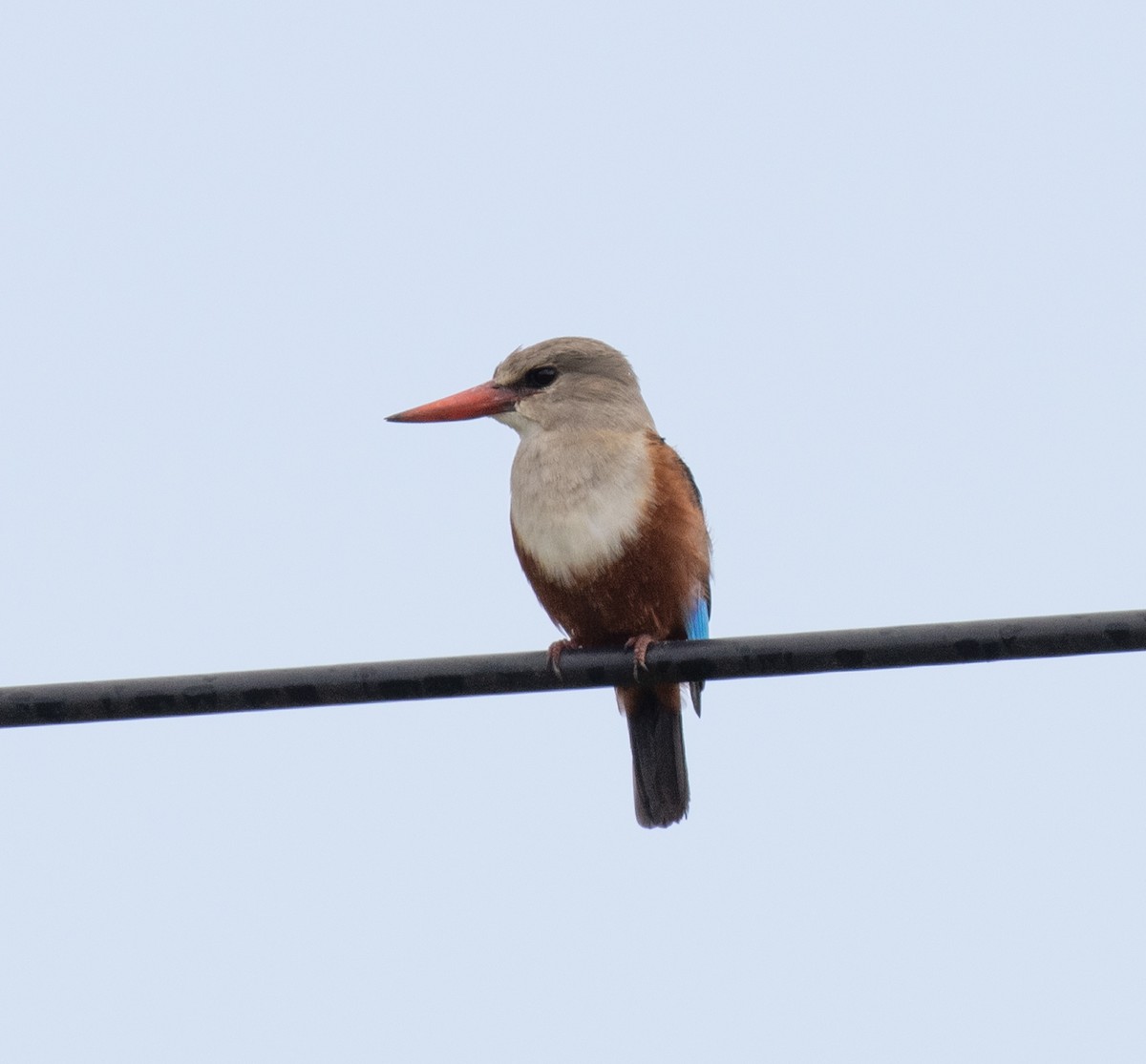 Martin-chasseur à tête grise - ML645095537
