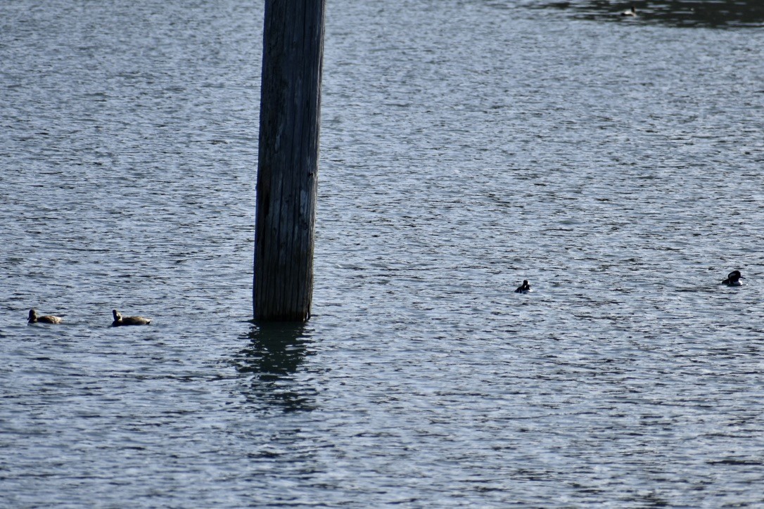 Canard chipeau - ML645095538