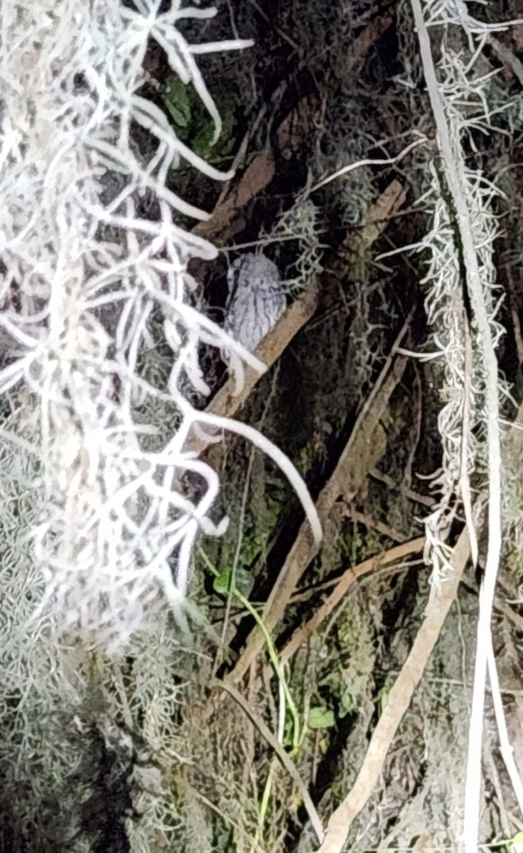 Eastern Screech-Owl - ML645095551