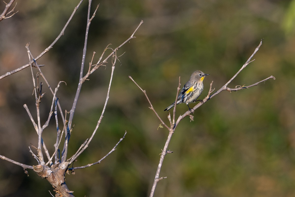 Yellow-rumped Warbler - ML645095561